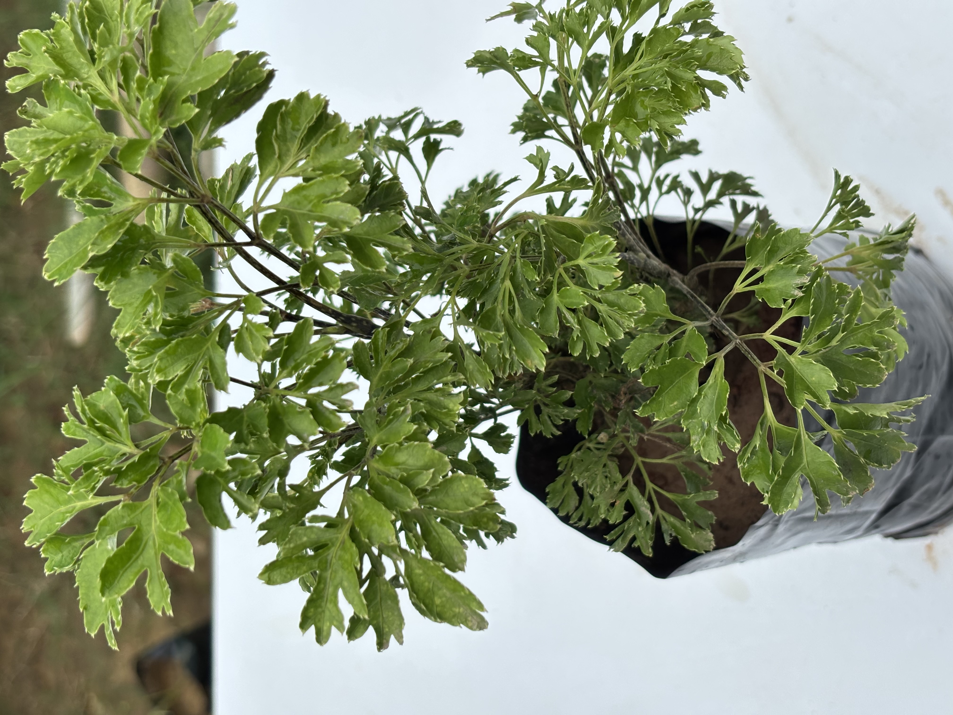 Aralia  Ming Green Plants