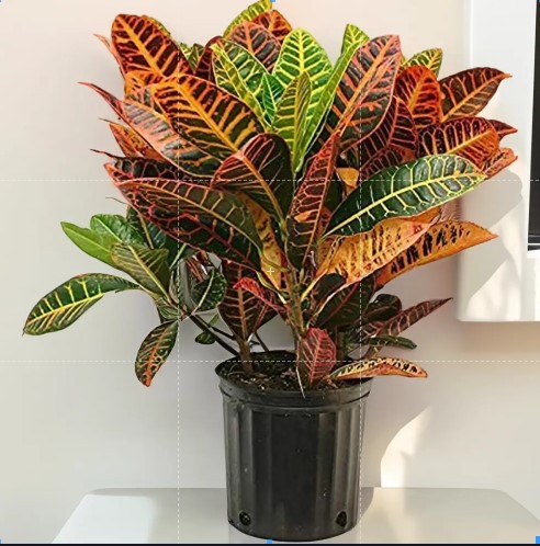 Croton Petra