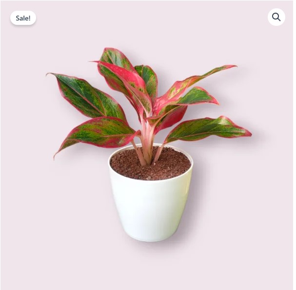 Lipstick Aglaonema Plants