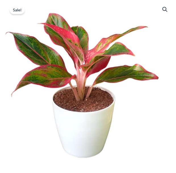 Lipstick Aglaonema Plants