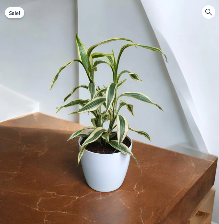 Variegated Soil Bamboo