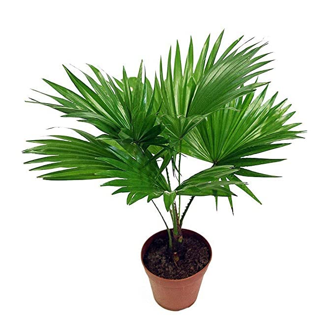 China Palm