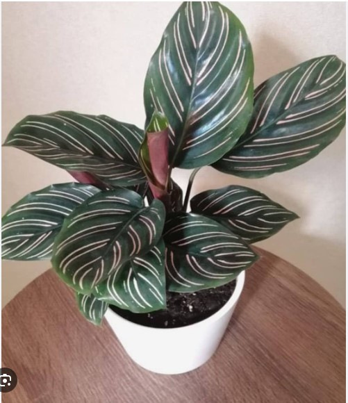 Clathia Sandiyana Plant