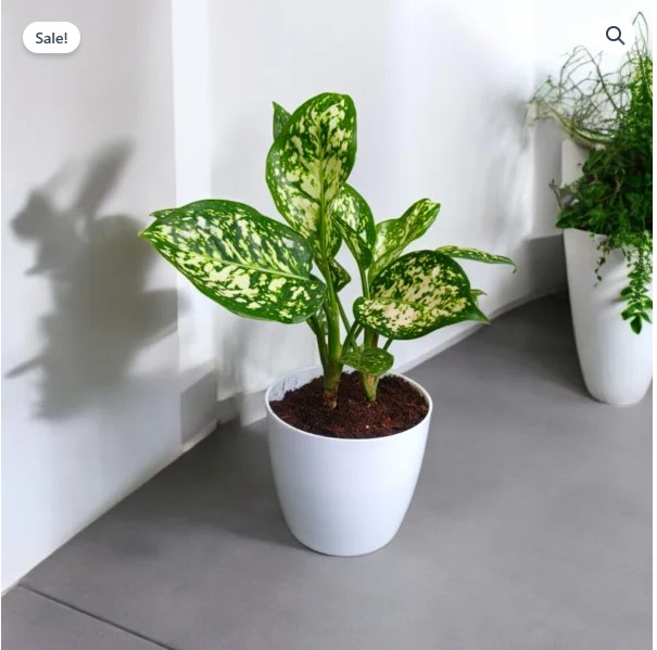 Anjuman White Aglaonema Plant