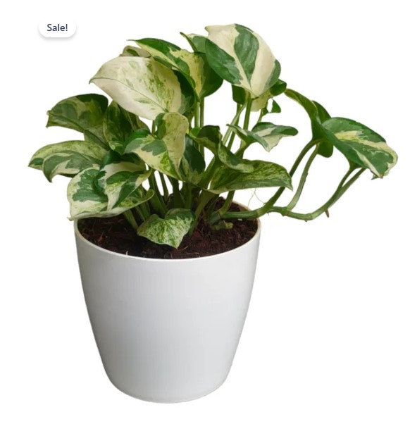 N’joy Money Plants