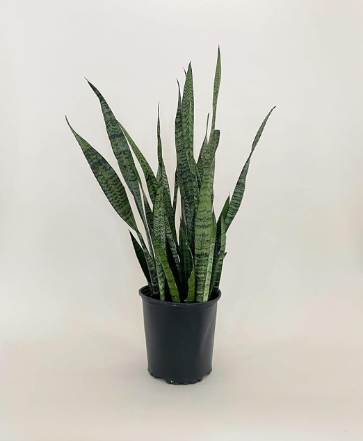 Snake Plant Green(Sansevieria trifasciata)