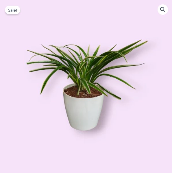 Spider Plants