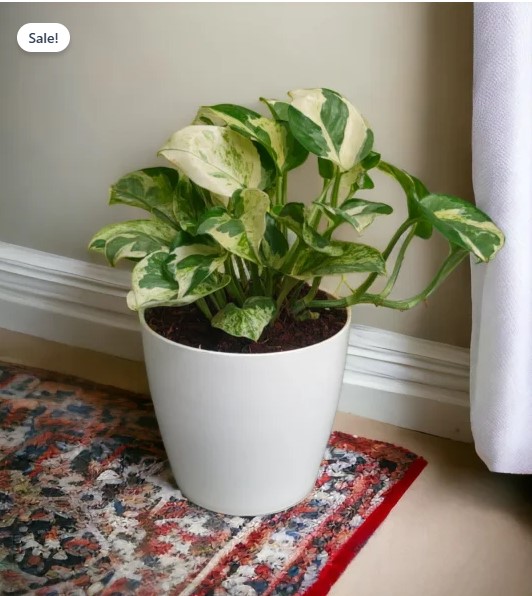 N’joy Money Plants