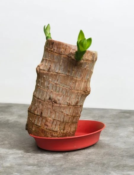 Brazilian Lucky wood Plant