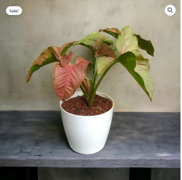 Pink Syngonium Plants