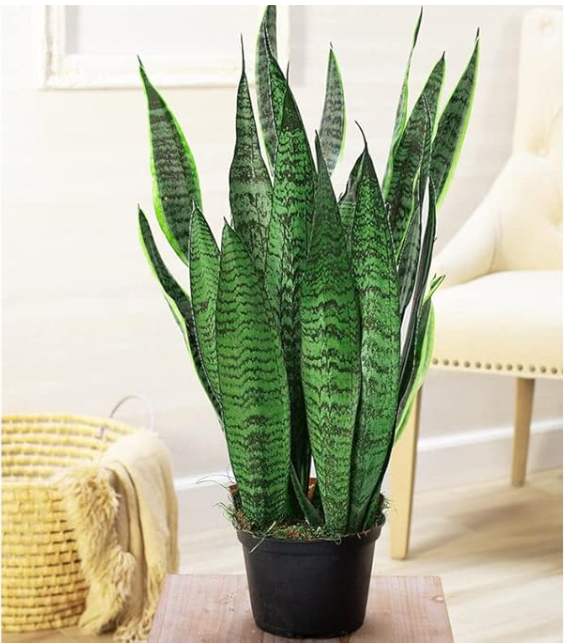 Snake Plant Green(Sansevieria trifasciata)