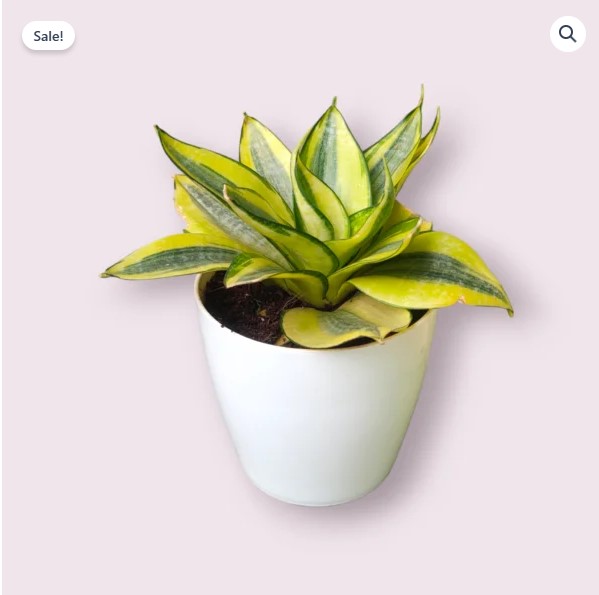 Golden hahnii Snake Plants