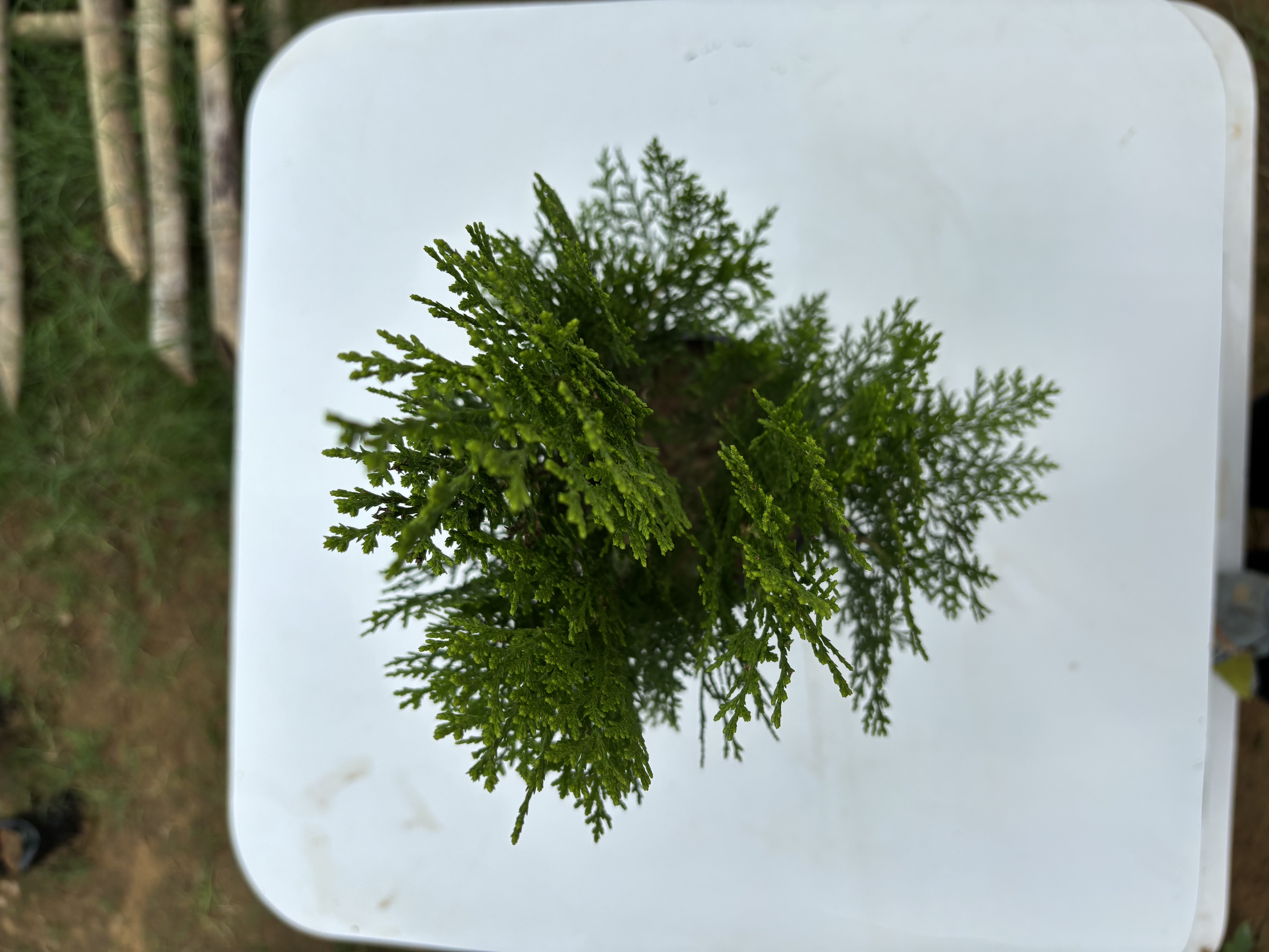 Christmas Tree plants