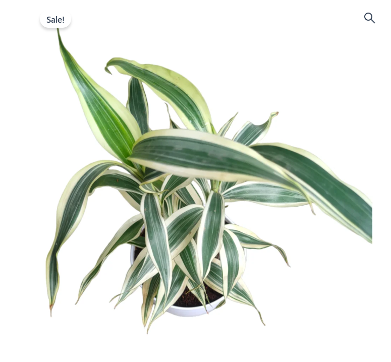 Variegated Soil Bamboo