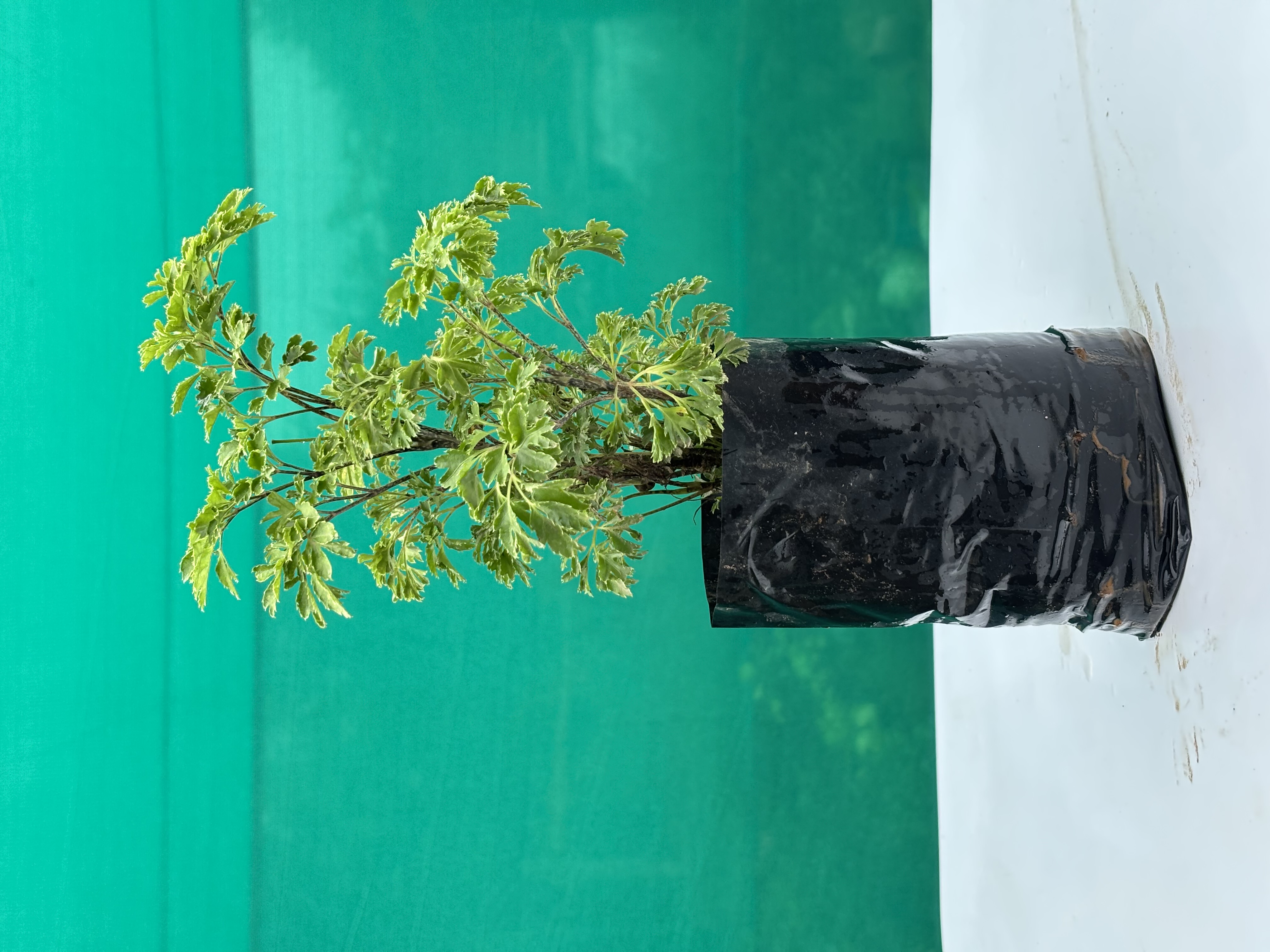 Aralia  Ming Green Plants