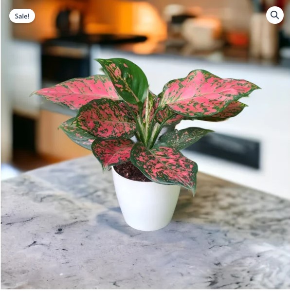 Red Valentine Aglaonema Plants