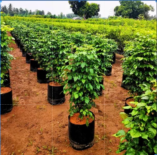 China Doll Red Machira