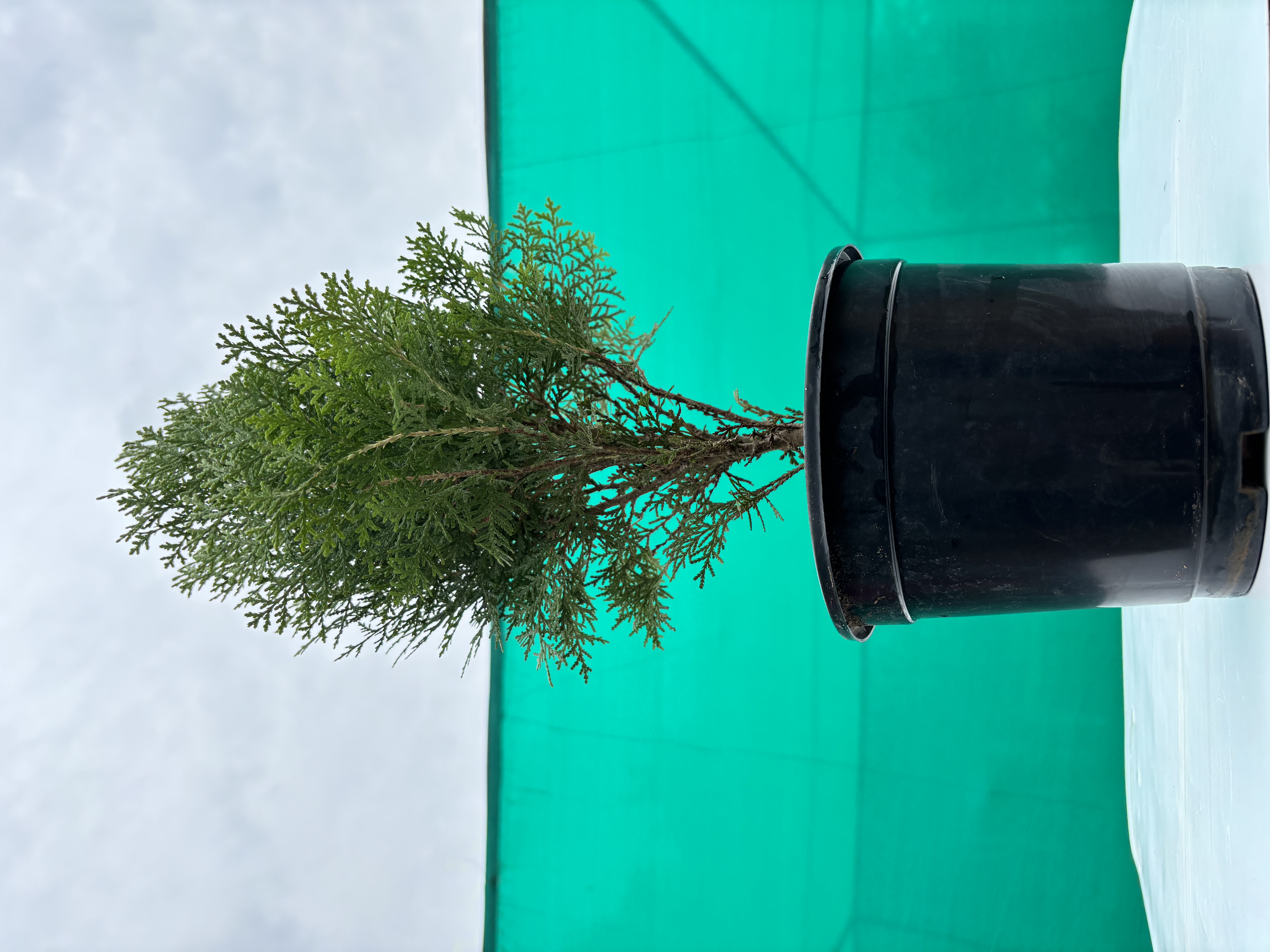 Christmas Tree plants