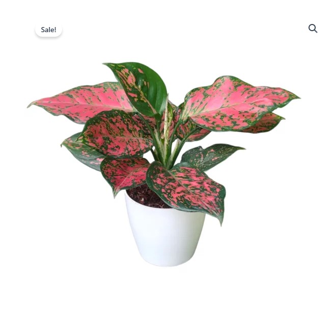 Red Valentine Aglaonema Plants