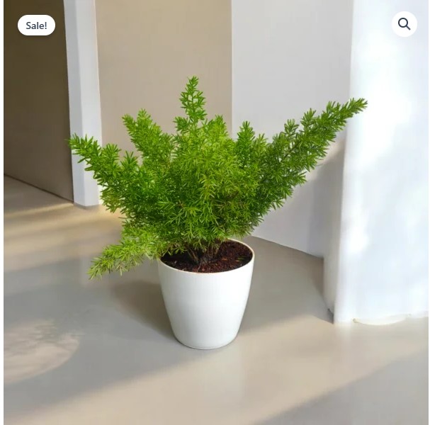 Asparagus Mary Plant