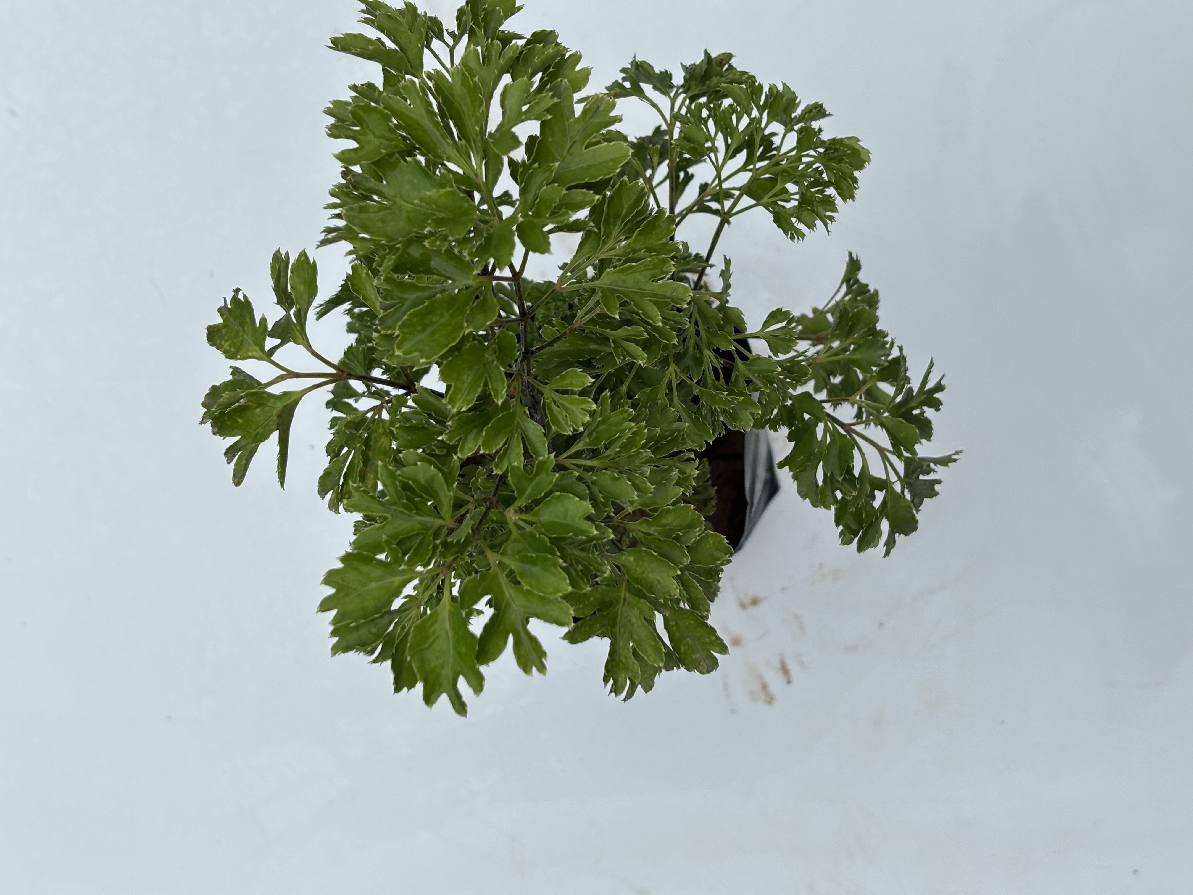 Aralia  Ming Green Plants