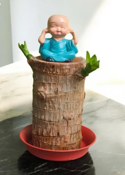 Brazilian Lucky wood Plant