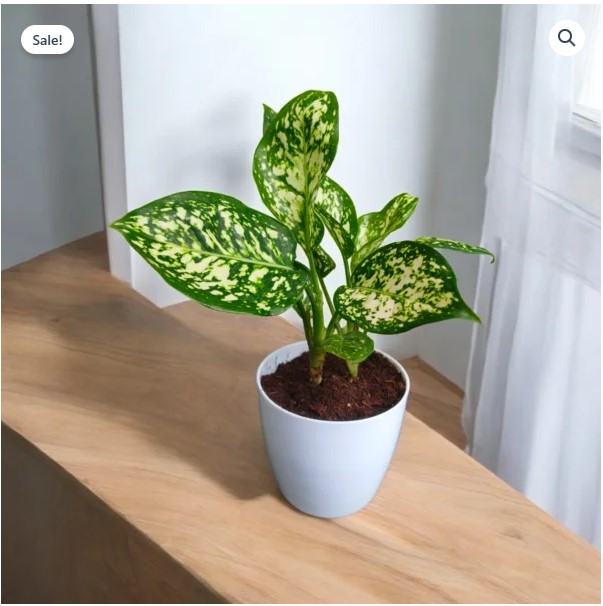 Anjuman White Aglaonema Plant