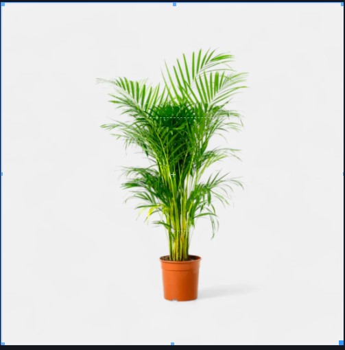 Areca Palm