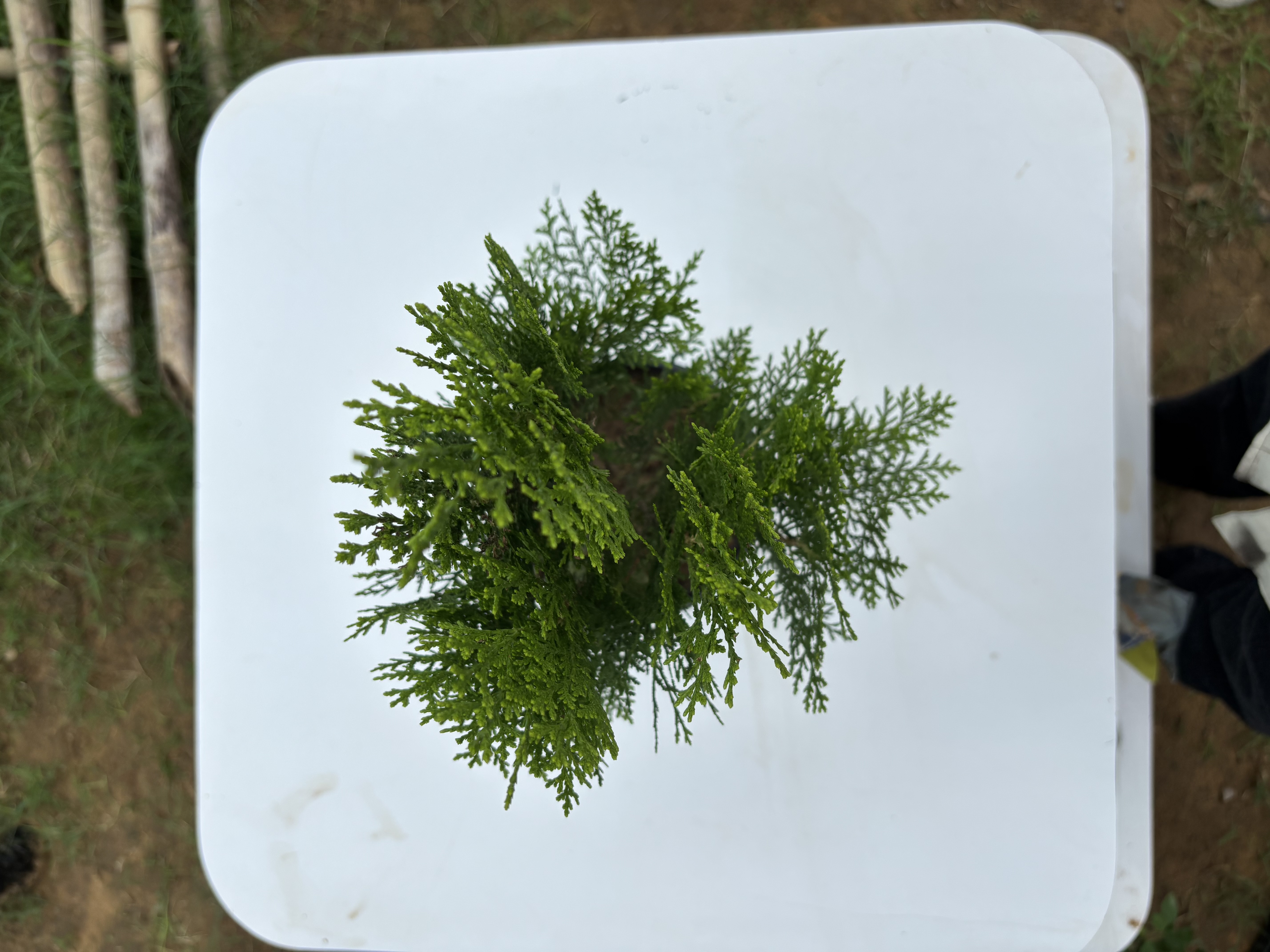 Christmas Tree plants