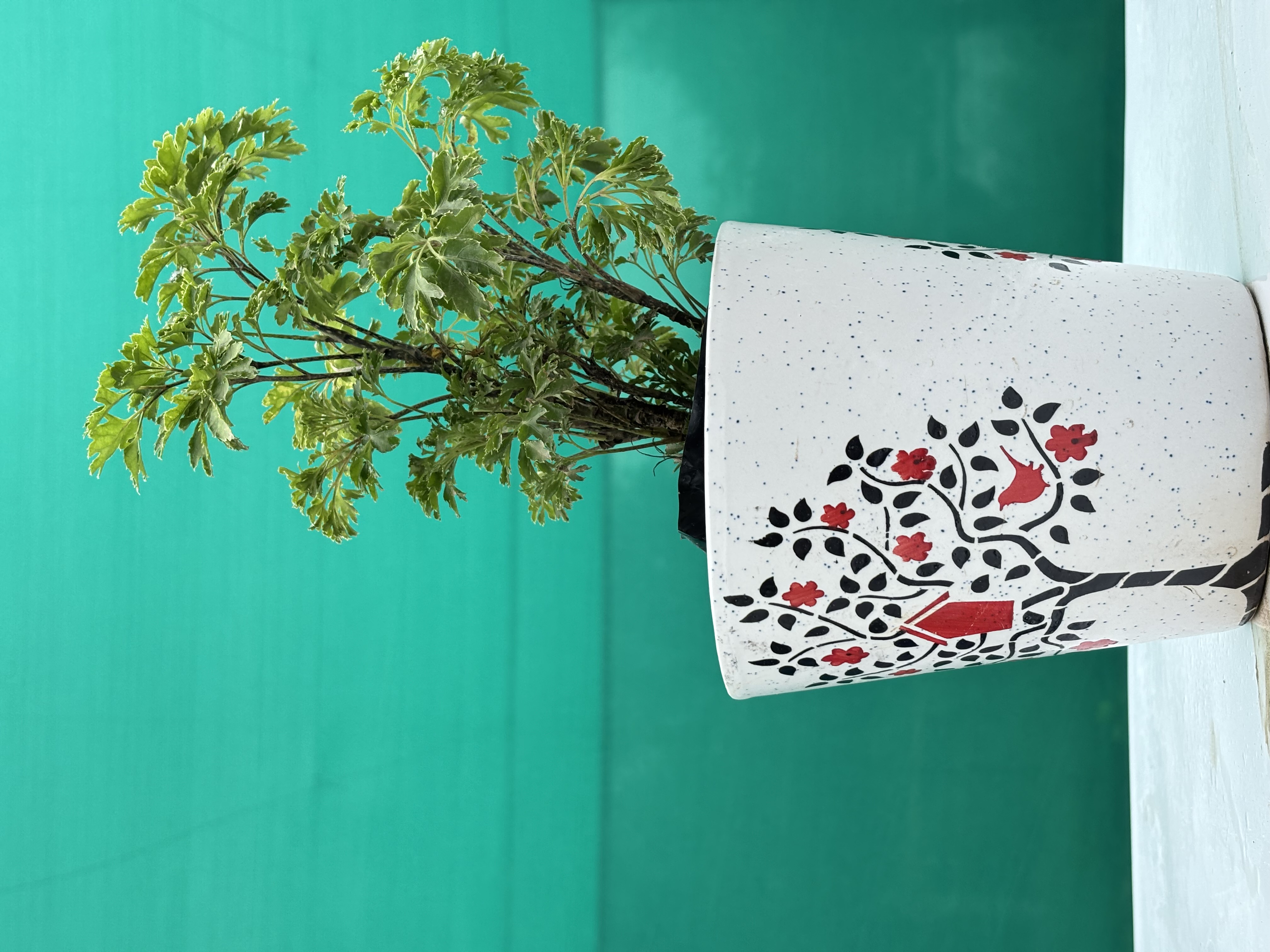 Aralia  Ming Green Plants