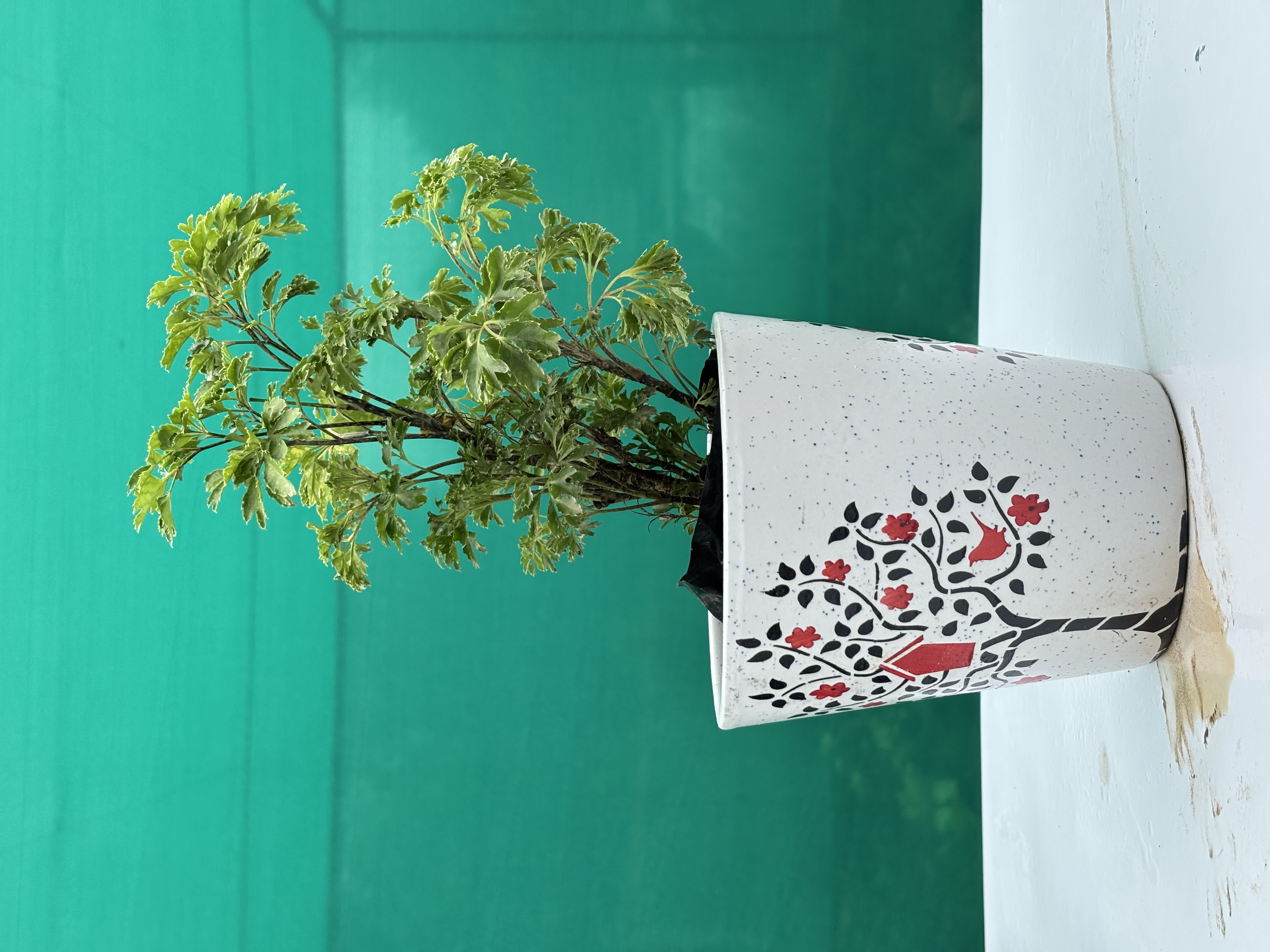 Aralia  Ming Green Plants