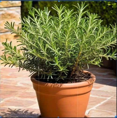 Rosemary Plant