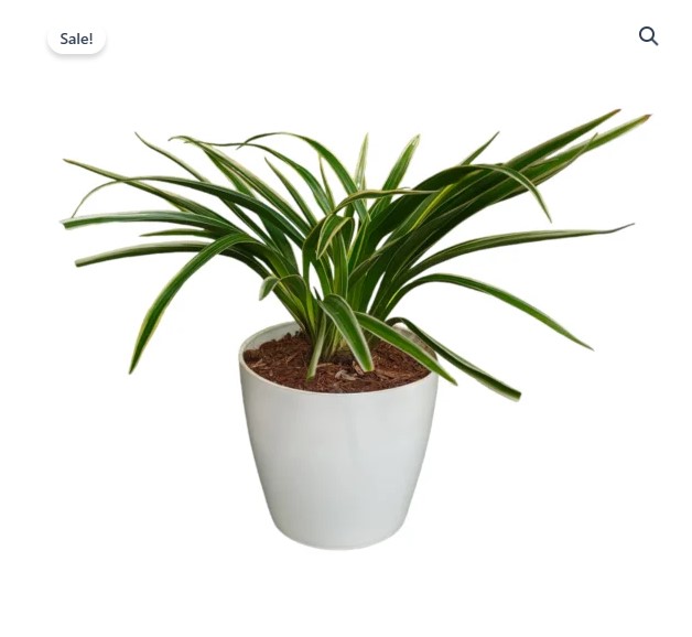 Spider Plants