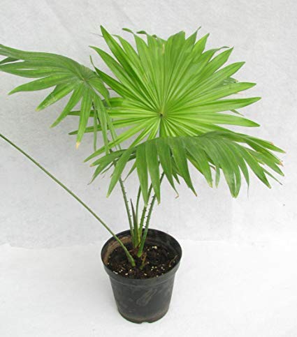 China Palm
