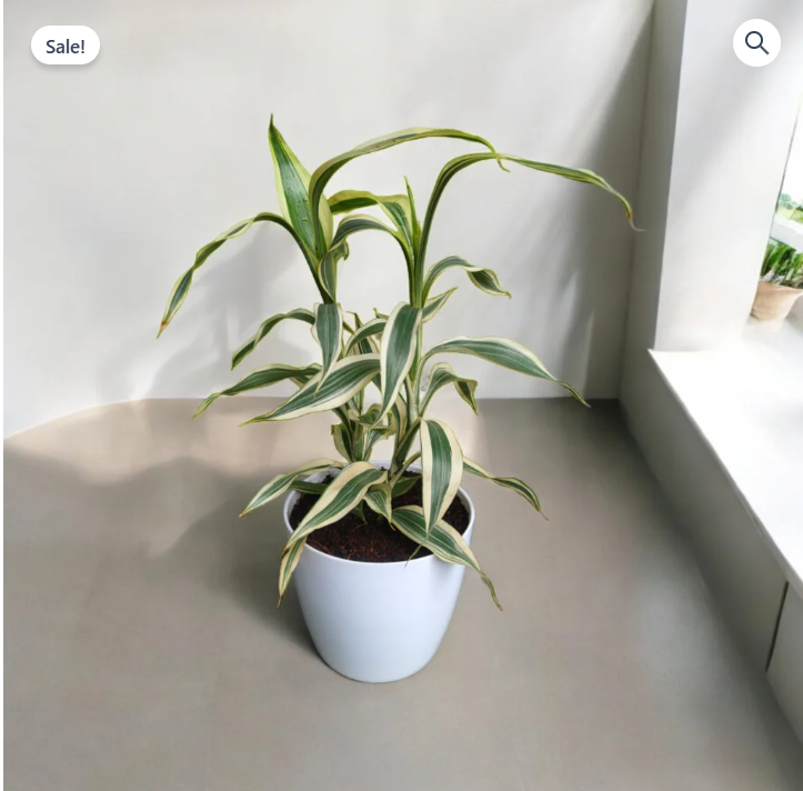 Variegated Soil Bamboo