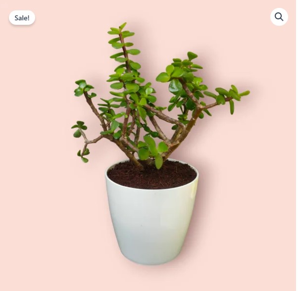 Jade Plant