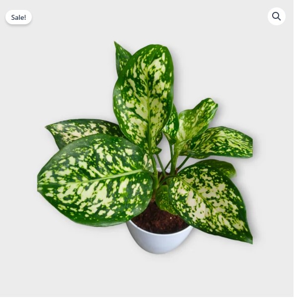 Anjuman White Aglaonema Plant