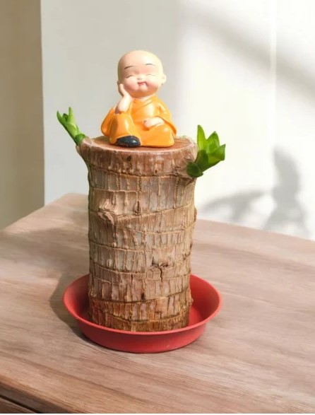 Brazilian Lucky wood Plant