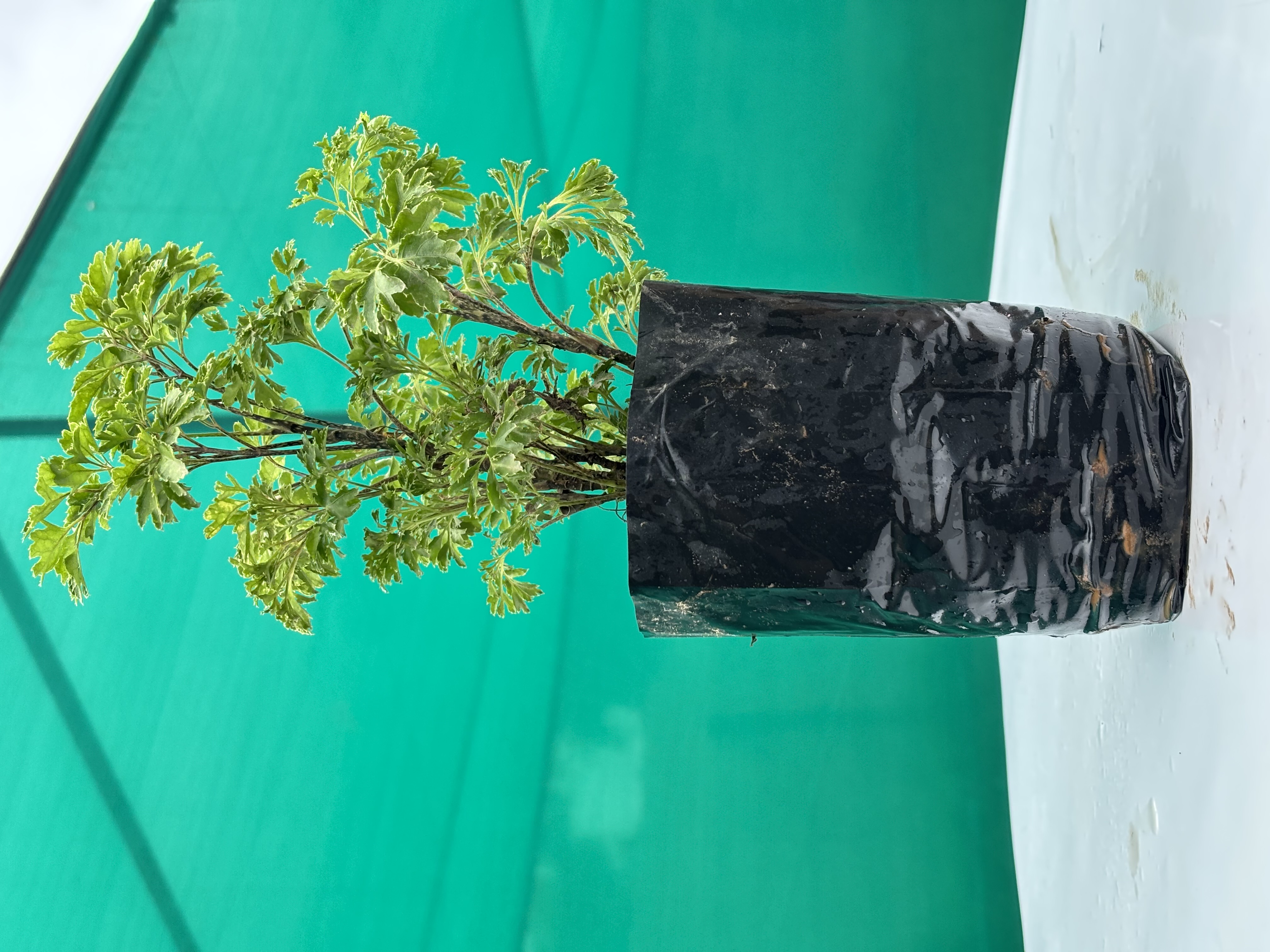 Aralia  Ming Green Plants