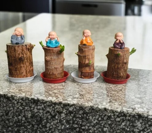 Brazilian Lucky wood Plant