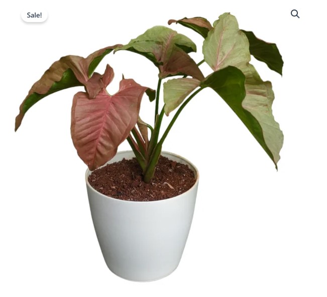Pink Syngonium Plants