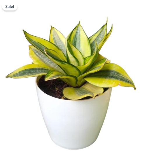 Golden hahnii Snake Plants