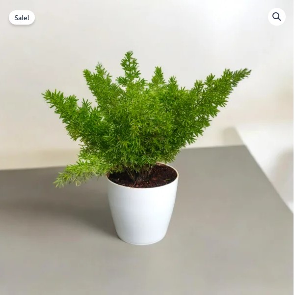 Asparagus Mary Plant