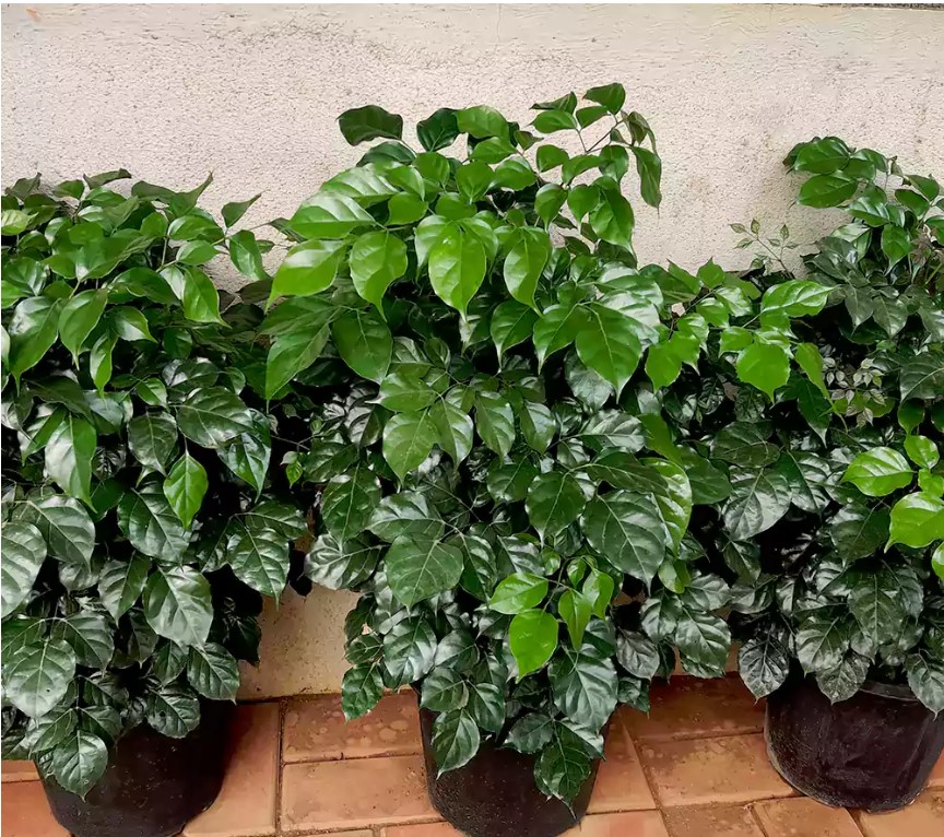 China Doll Red Machira