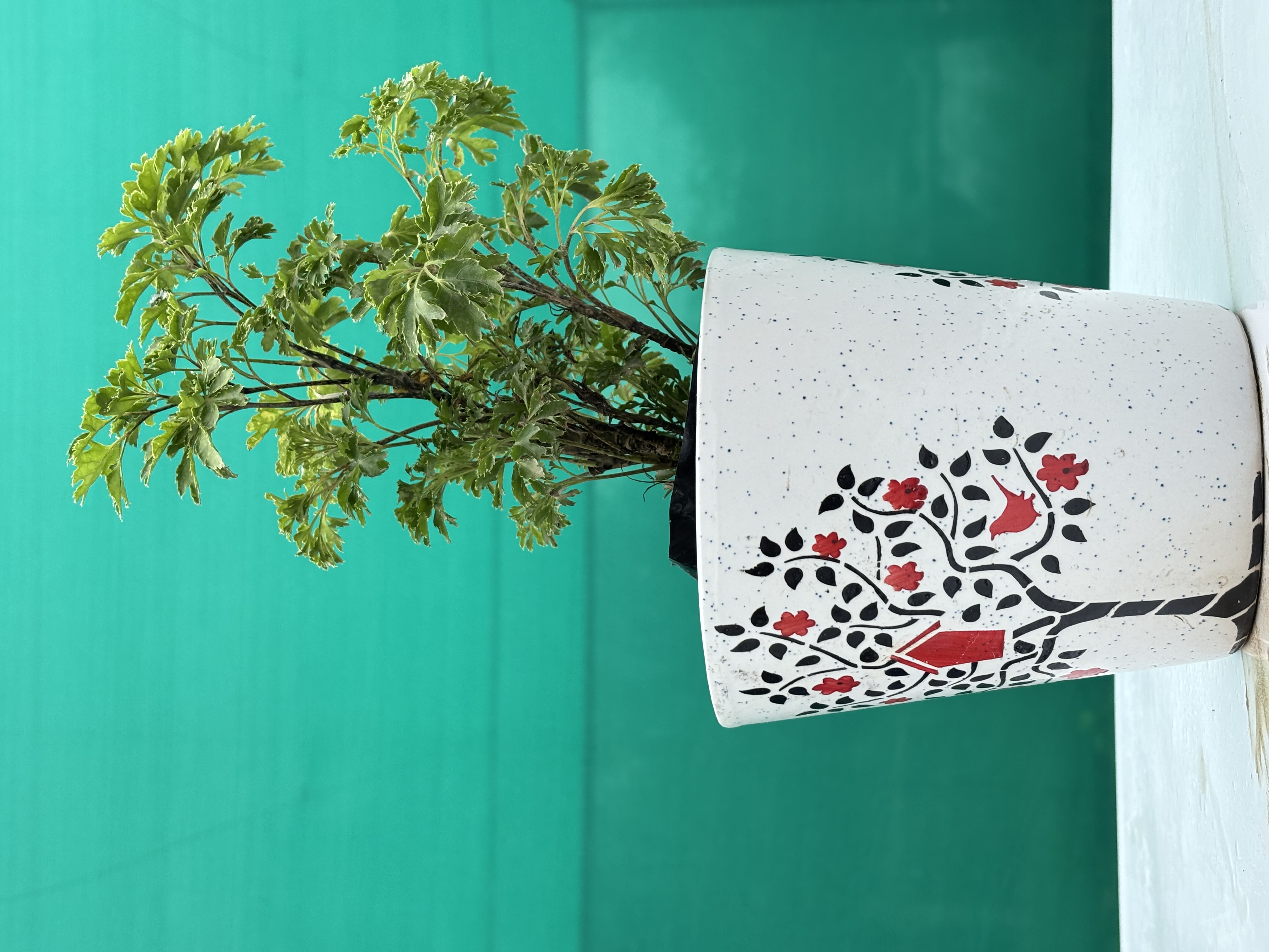 Aralia  Ming Green Plants