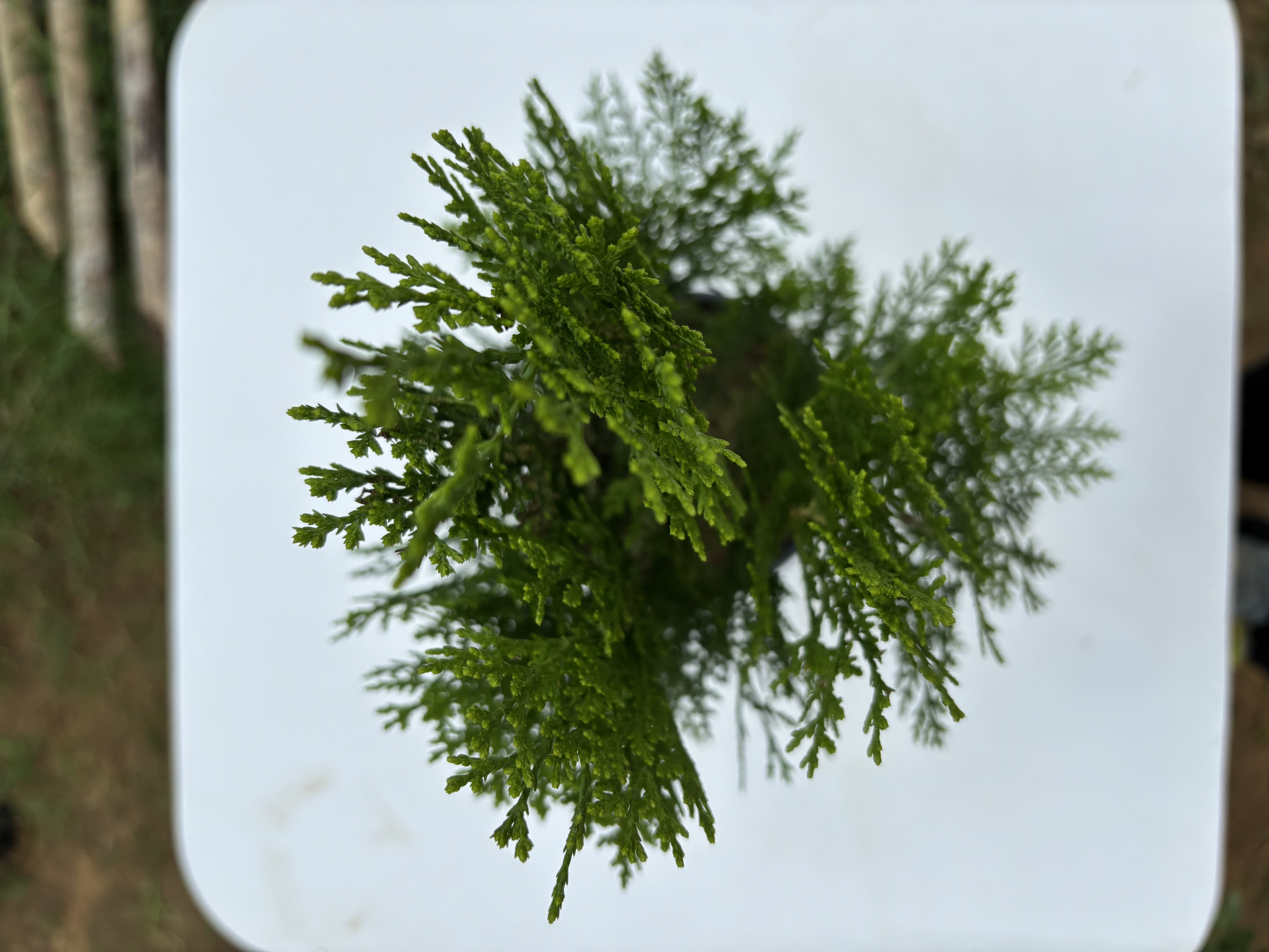 Christmas Tree plants