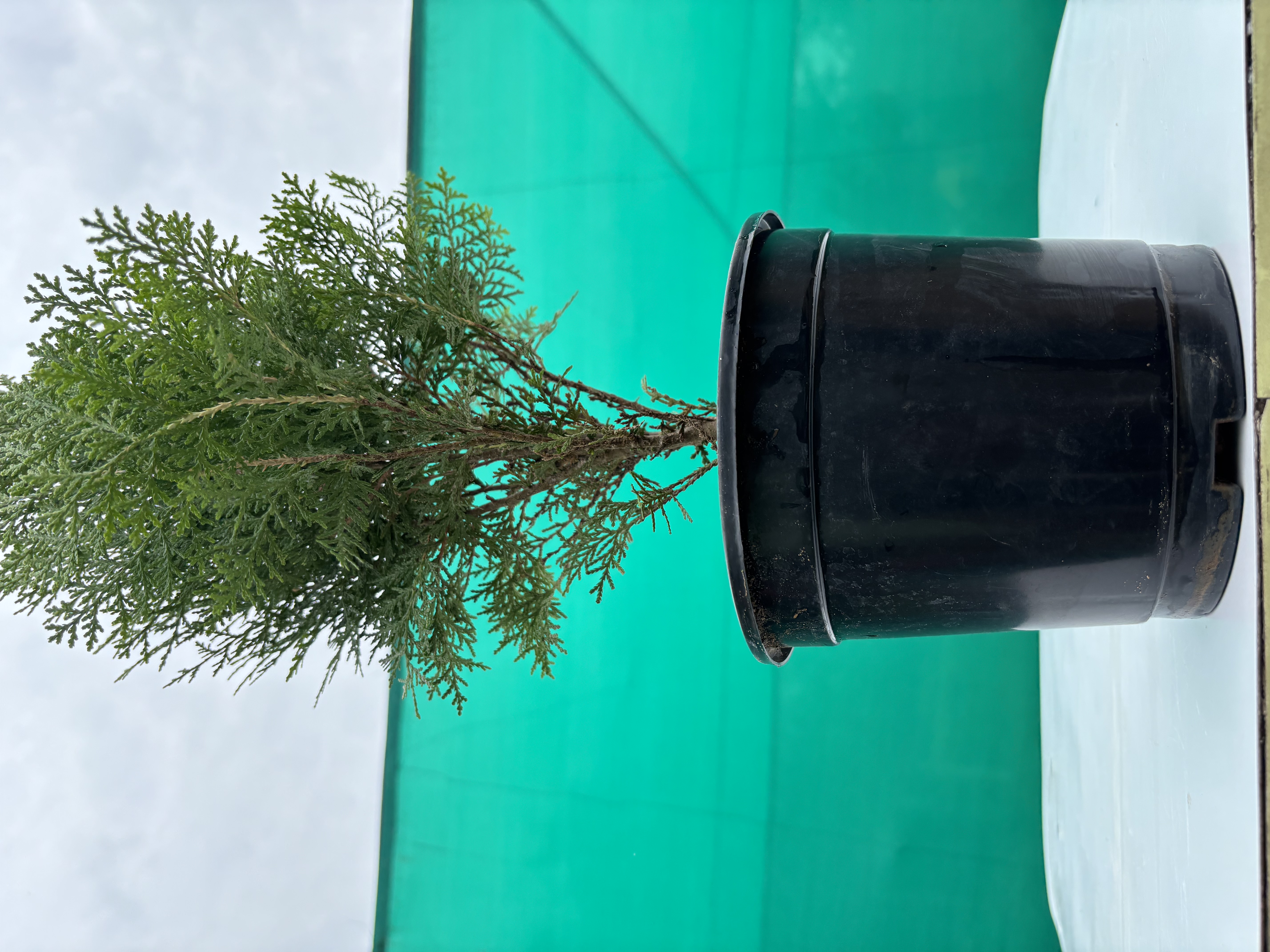 Christmas Tree plants